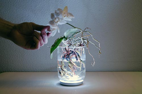 植物和灯的结合 触摸就能改变颜色 植物灯