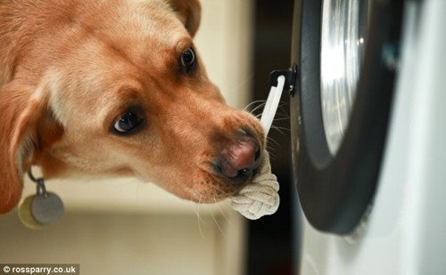 狗狗能够通过洗衣机门上的绳子打开洗衣机的门。
